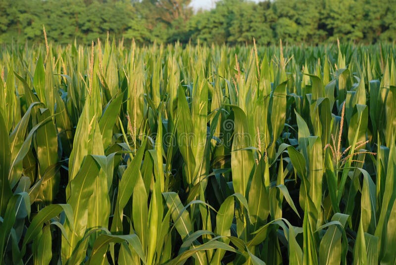 Corn Field 5