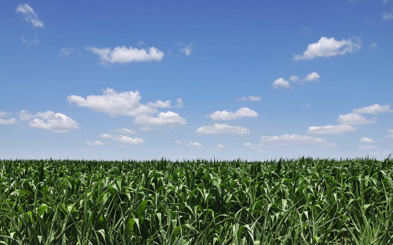 Corn field