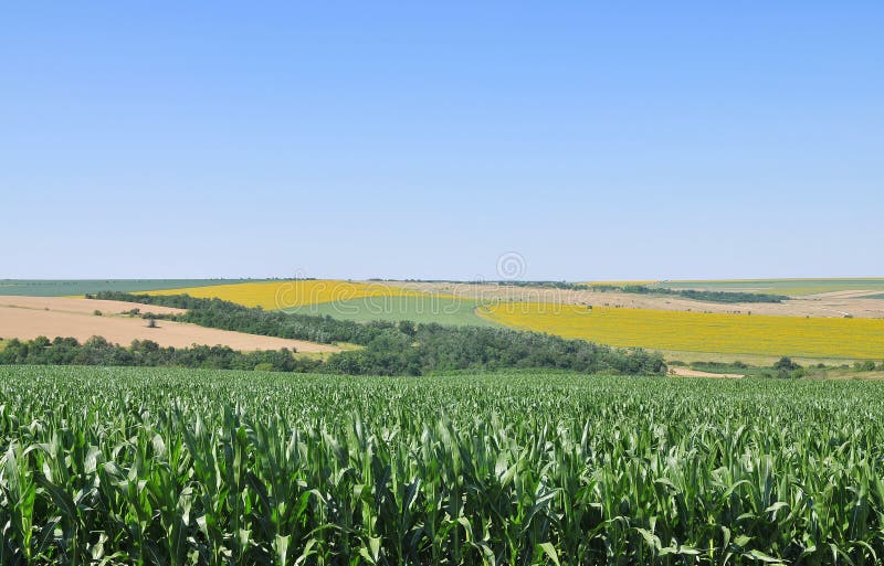 Corn field