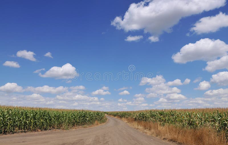 Corn field