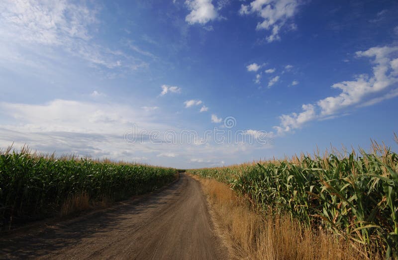 Corn field