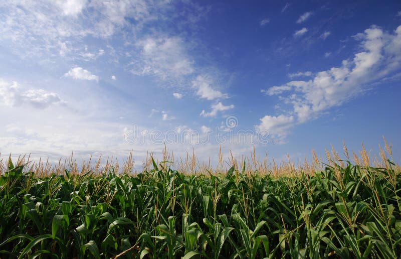 Corn field