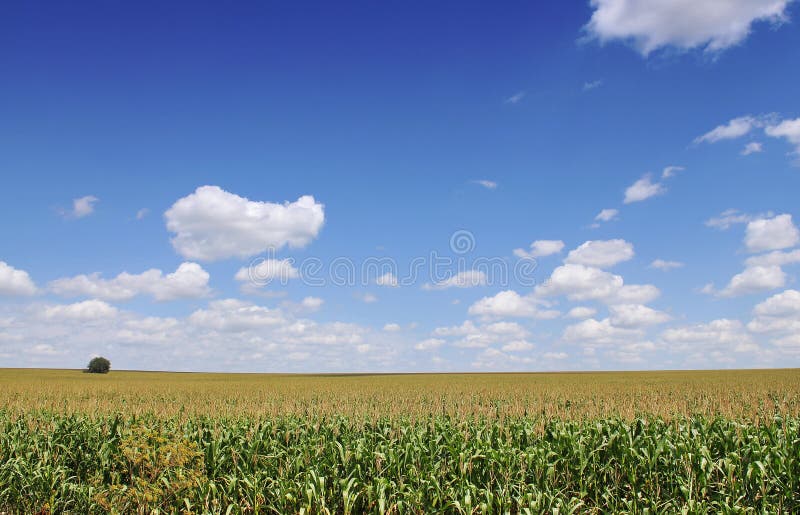 Corn field