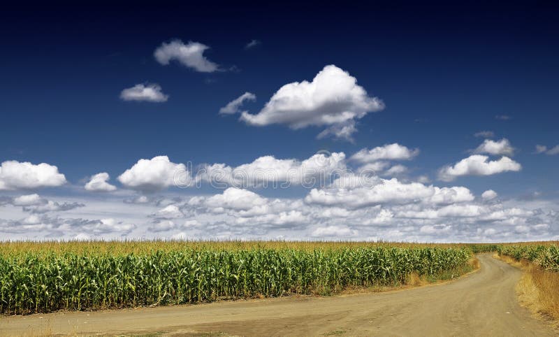 Corn field