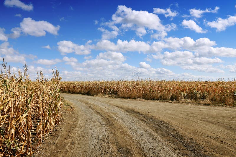 Corn field