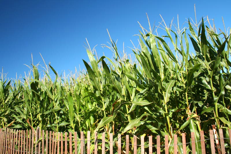 752 Illinois Corn Field Stock Photos Free & RoyaltyFree Stock Photos