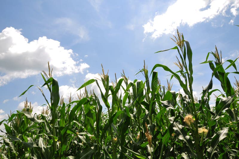 Corn field stock image. Image of maize, agriculture, growing 44142907