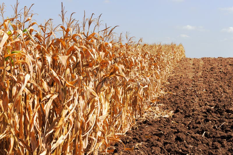 The Corn field