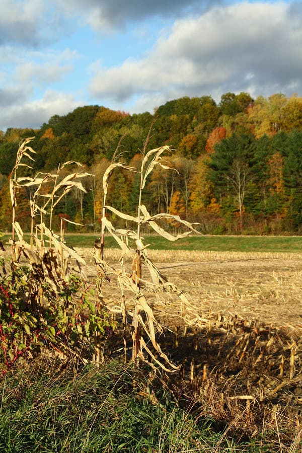 Corn Field in Autumn stock photo. Image of harvested 17354814