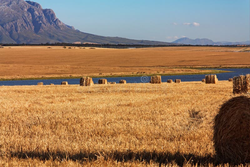 Corn Field with Bales of Straw Stock Photo Image of green, landscape