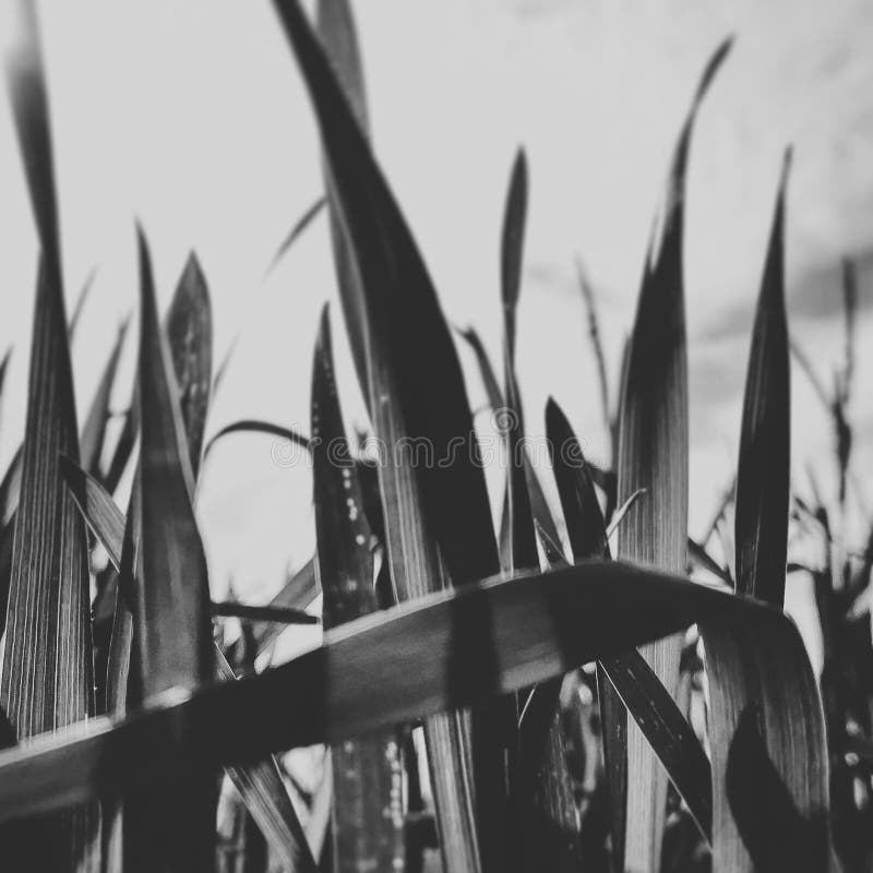 Corn Field in Black and White Stock Image Image of branch, iron