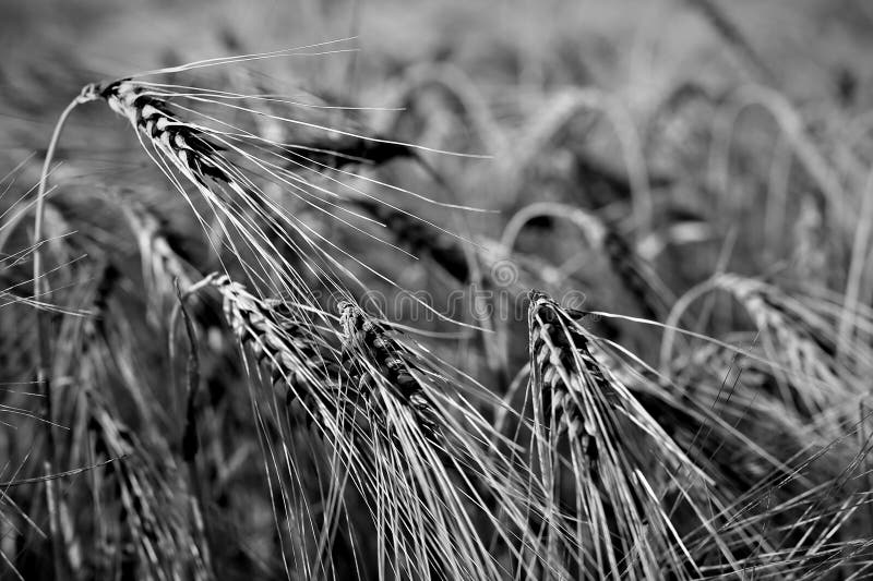A Corn Field in Black and White Stock Image Image of monochrome