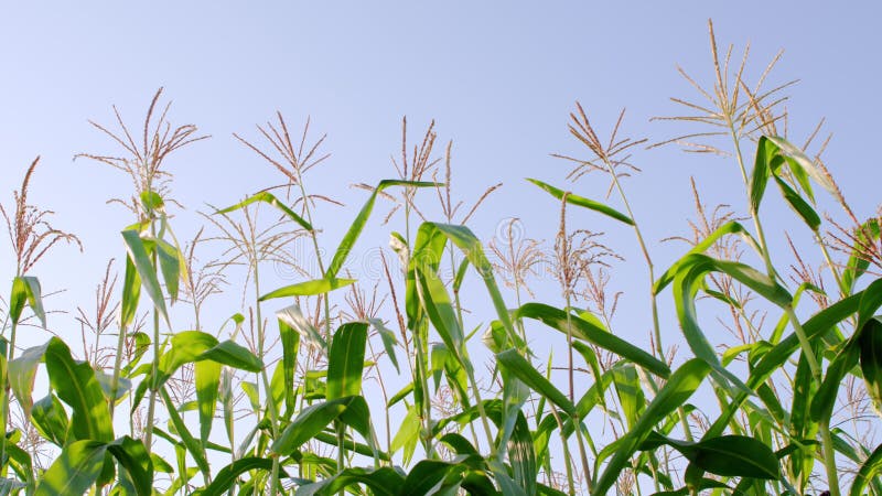 Corn field blowing by the wind against the blue sky. Slow motion.