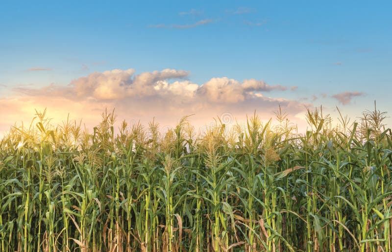 Corn Field