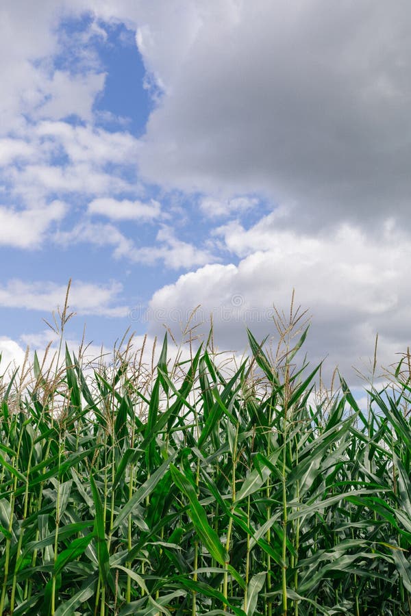 Corn Field and Clouds. Landscape with Cornfield Stock Image Image of