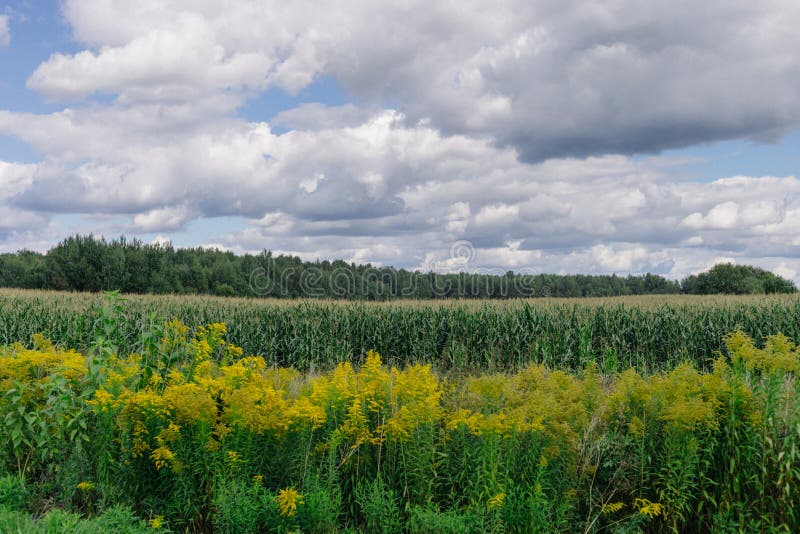 Corn Field and Clouds. Landscape with Cornfield Stock Photo Image of