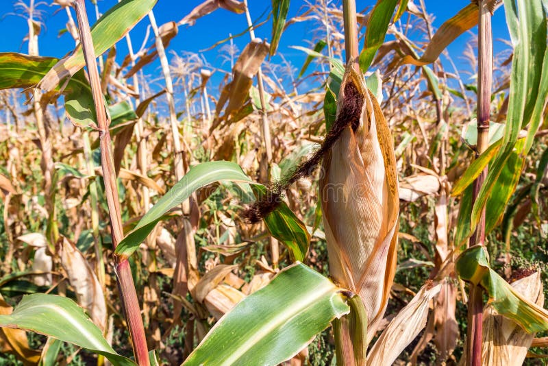 Corn ears of grain crops. stock image. Image of ripe 99716719