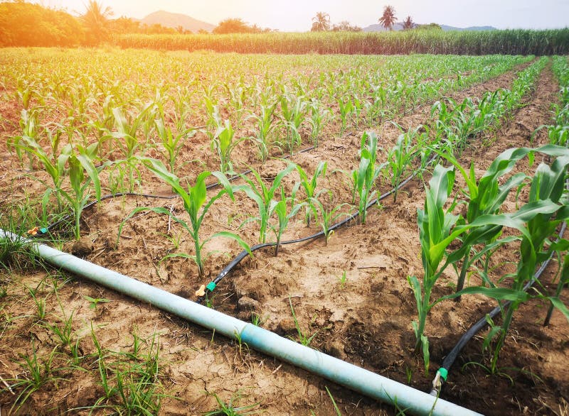 Corn field in the countryside Using drip watering system It is an economical agricultural resource.