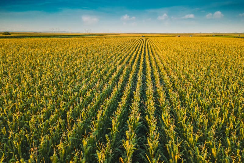 Corn field from drone perspective