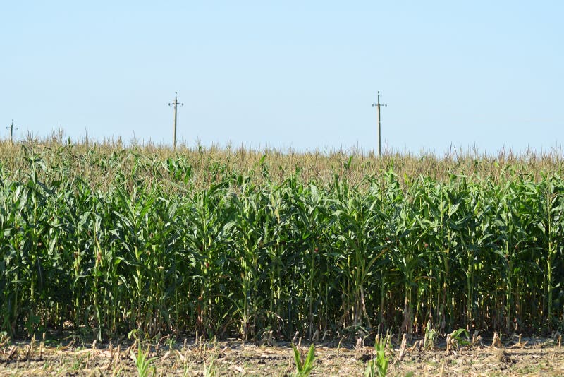 Процесс роста кукурузы. Рост кукурузы. Этапы роста кукурузы фото. Процесс роста кукурузы видео. Field processing