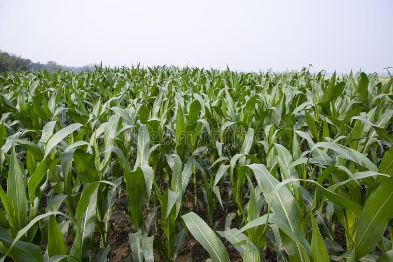 Corn Field with Green Leaves, Closeup of Photo with Selective Focus