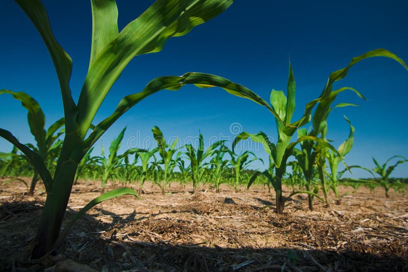 Corn Field Growing Picture. Image 2671061