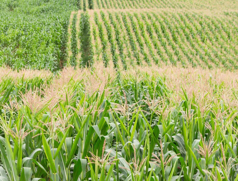 Corn field stock image. Image of grain, green, scene 61883263