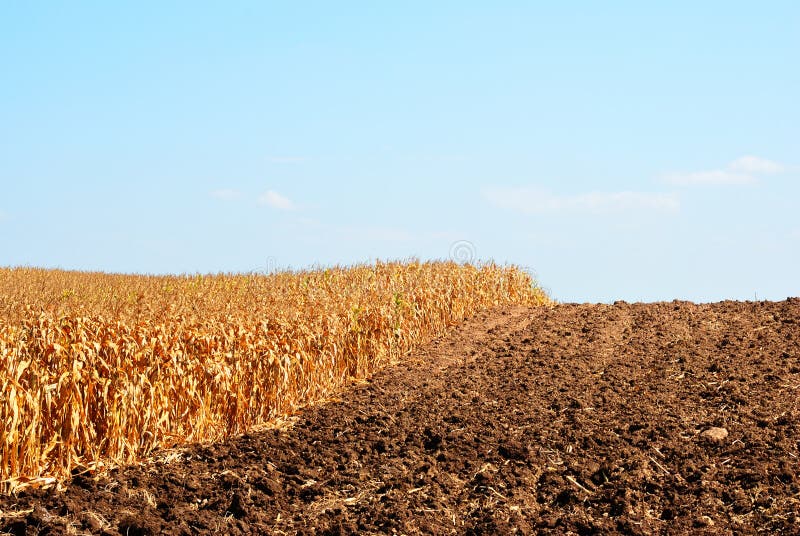 Corn field