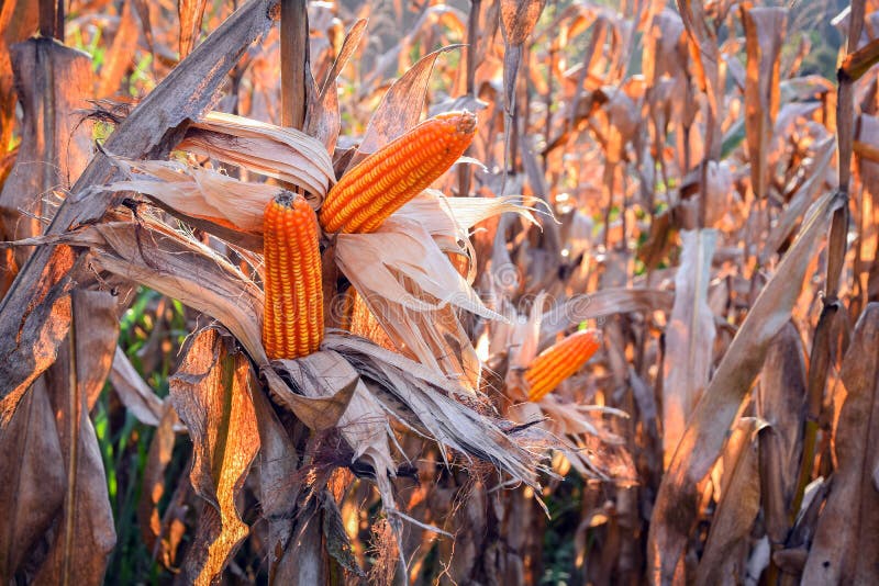 Corn Field harvest stock image. Image of farm, harvest 46837219