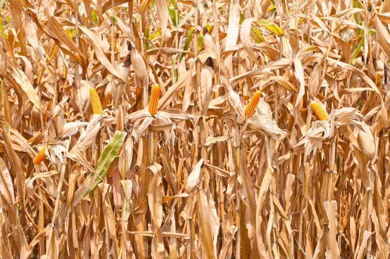 Corn field at harvest time stock photo. Image of landscape 24371900