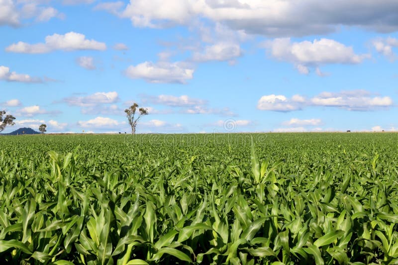 A Huge Corn Field. Lots of Green Shoots of Green Corn Stock Photo