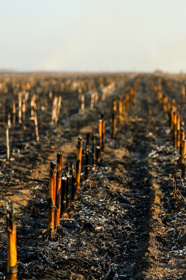 Corn Field after Irresponsibly Burnt , Destroyed and Turned To Ashes
