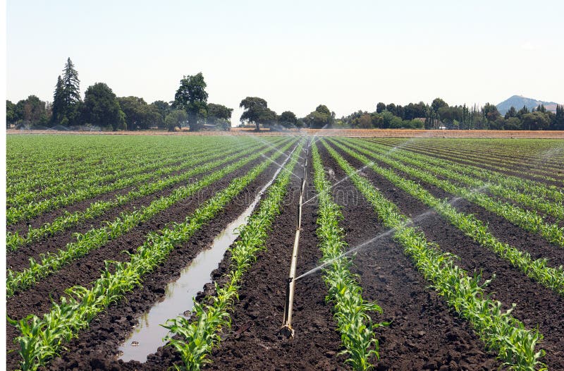 Corn field with irrigation