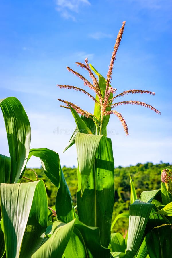 Two Maize Flowers and Leaves Stock Photo Image of freshness, captured