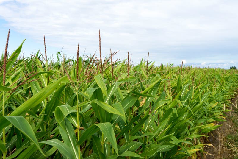 Corn field