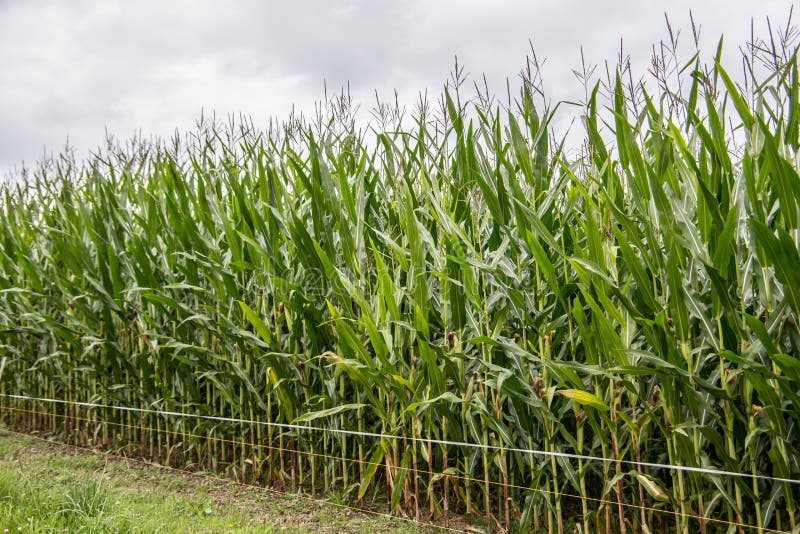 Corn Field with Mature Plants Stock Image Image of plants, clouds