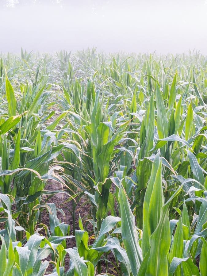 Corn field in morning fog