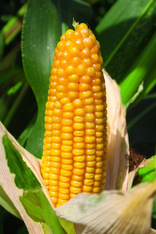 Corn field stock image. Image of natural, organic, nature 43278317