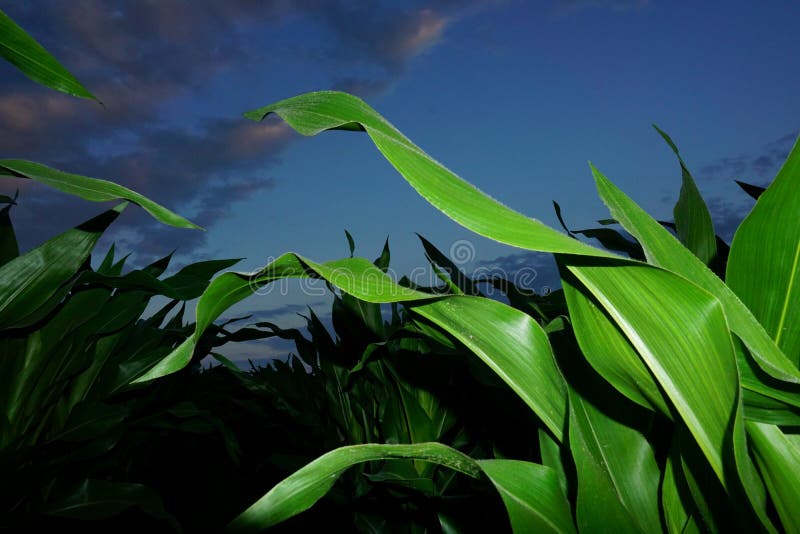 953 Corn Field Night Photos Free & RoyaltyFree Stock Photos from