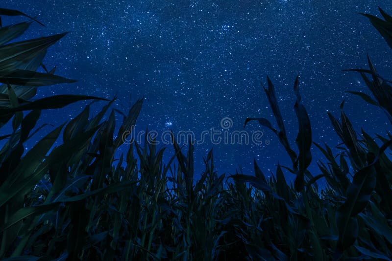 Corn Field and Night Sky with Stars Stock Image Image of agricultural