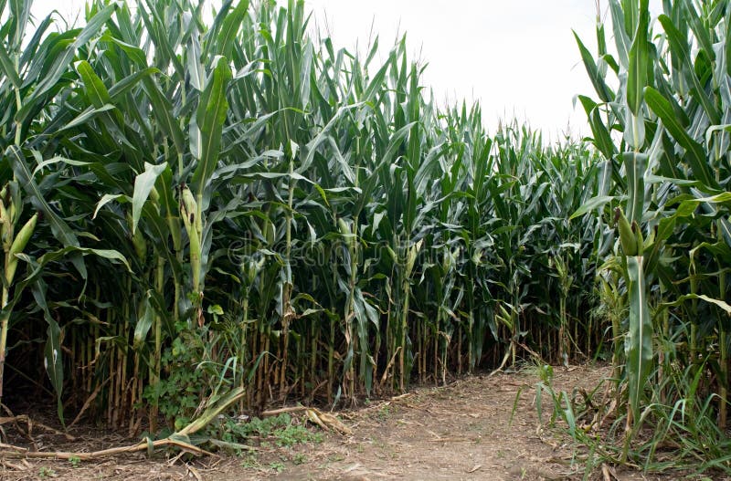 Corn Field Path royalty free stock photography Corn Field Path royalty free stock photography