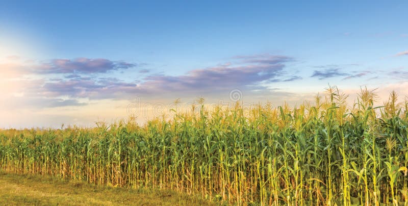 Corn Field