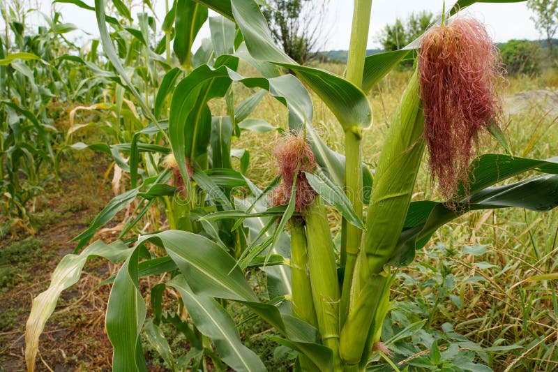 Corn in the Field. Corn Plantation Stock Image Image of health