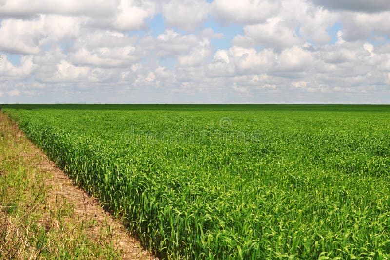 Corn Field Plantation in Argentina Stock Photo Image of organic