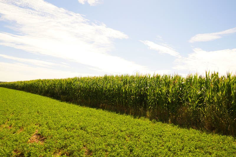Corn Field. Plants Highlighted by Intense Sun. Countryside Landscape