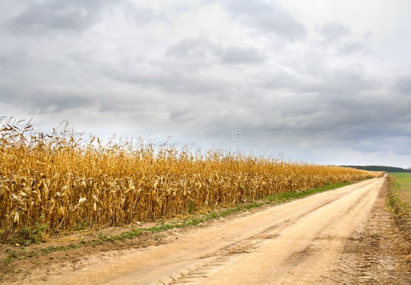 Corn Field Ready for Harvest Stock Photo Image of ready, vegetable