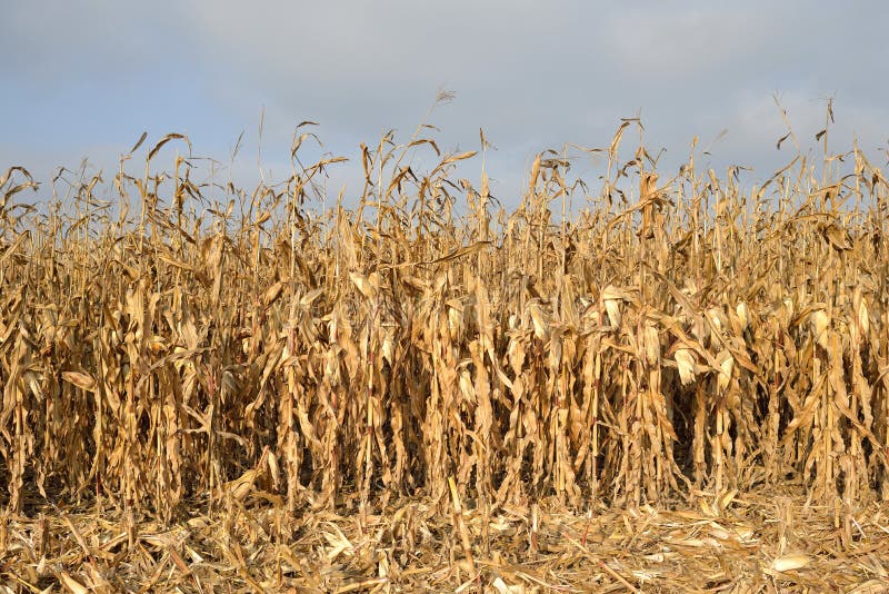 Corn Field Ready for Harvest Stock Photo Image of flora, beam 36354488