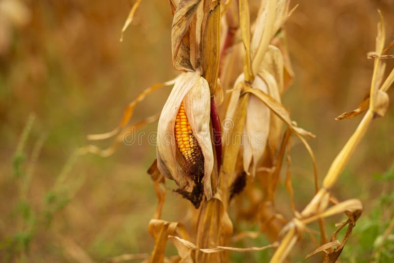 Corn Field. Ripened Dry Yellow Corn, Harvest Time Stock Image Image