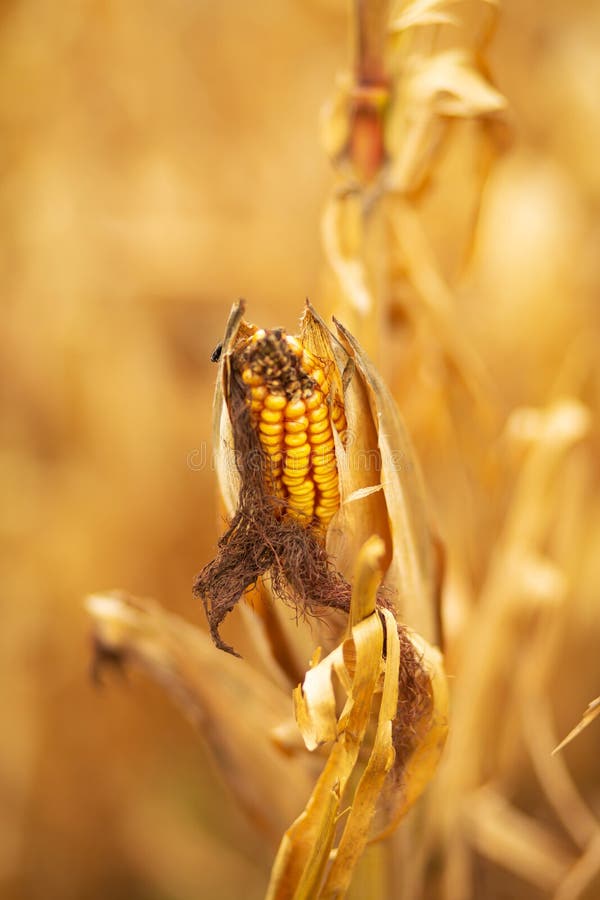 Corn Field. Ripened Dry Yellow Corn, Harvest Time Stock Photo Image