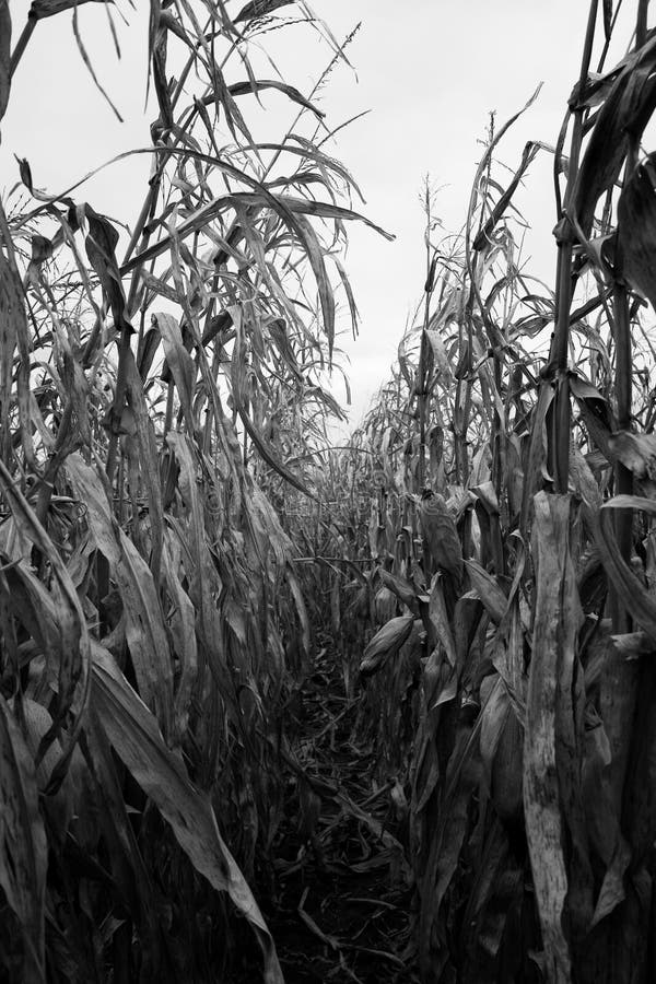 Corn Field Black And White